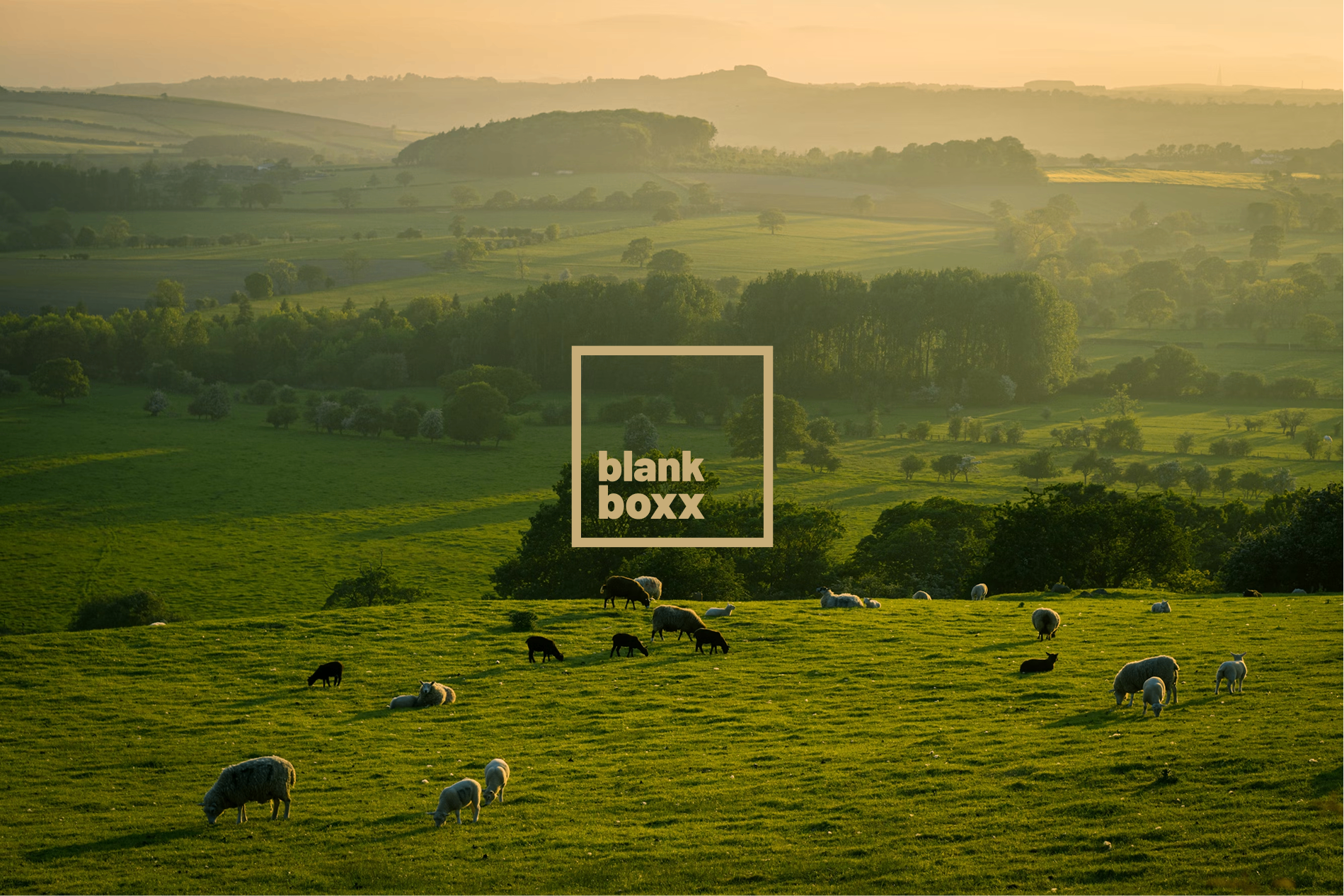 Blank Boxx identity — a North-East England pastoral landscape at golden hour with sheep grazing and the Blank Boxx mark overlaid